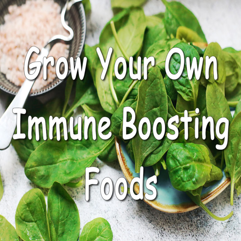 Grow Your Own Immune Boosting Foods